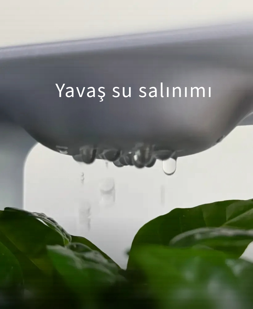 Nimbus: Masanızdaki Yağmur Ormanı